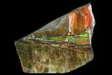 Iridescent Ammolite (Fossil Ammonite Shell) - Alberta, Canada #114228-2